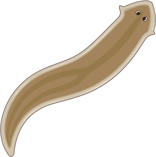 Planaria