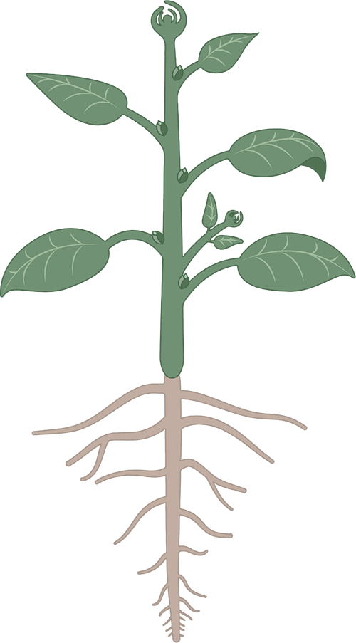 Plant