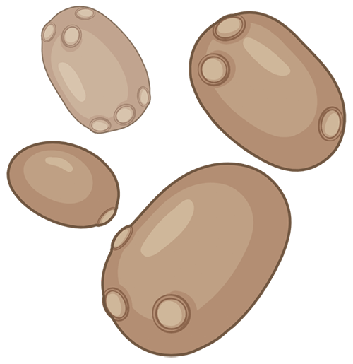 Yeast