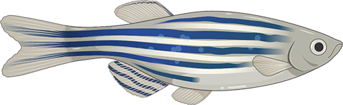 Zebrafish