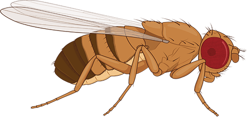 Drosophila