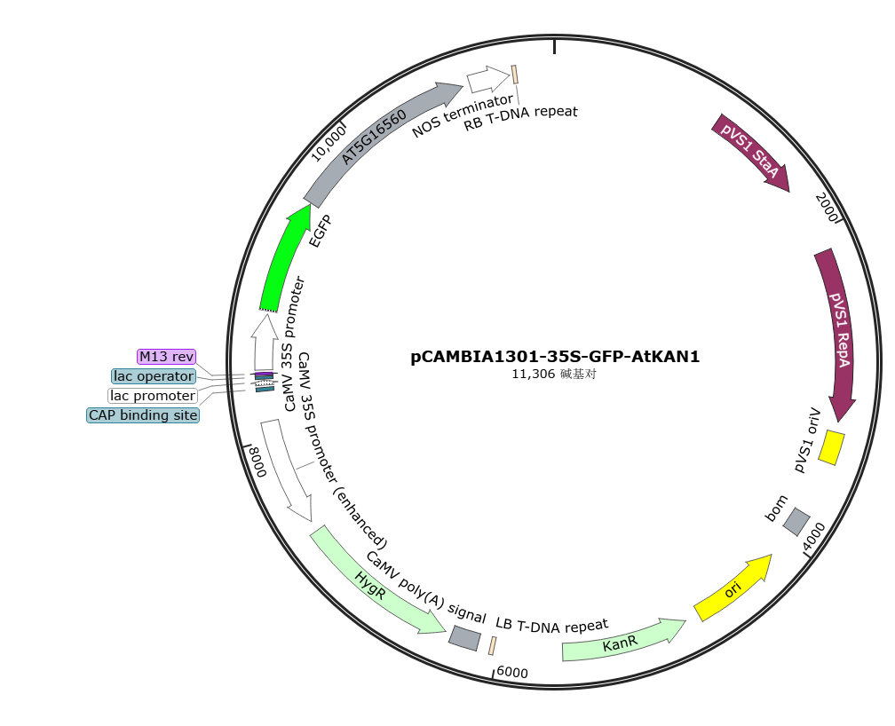 Image of pCAMBIA1301-35S-GFP-AtKAN1 plasmid