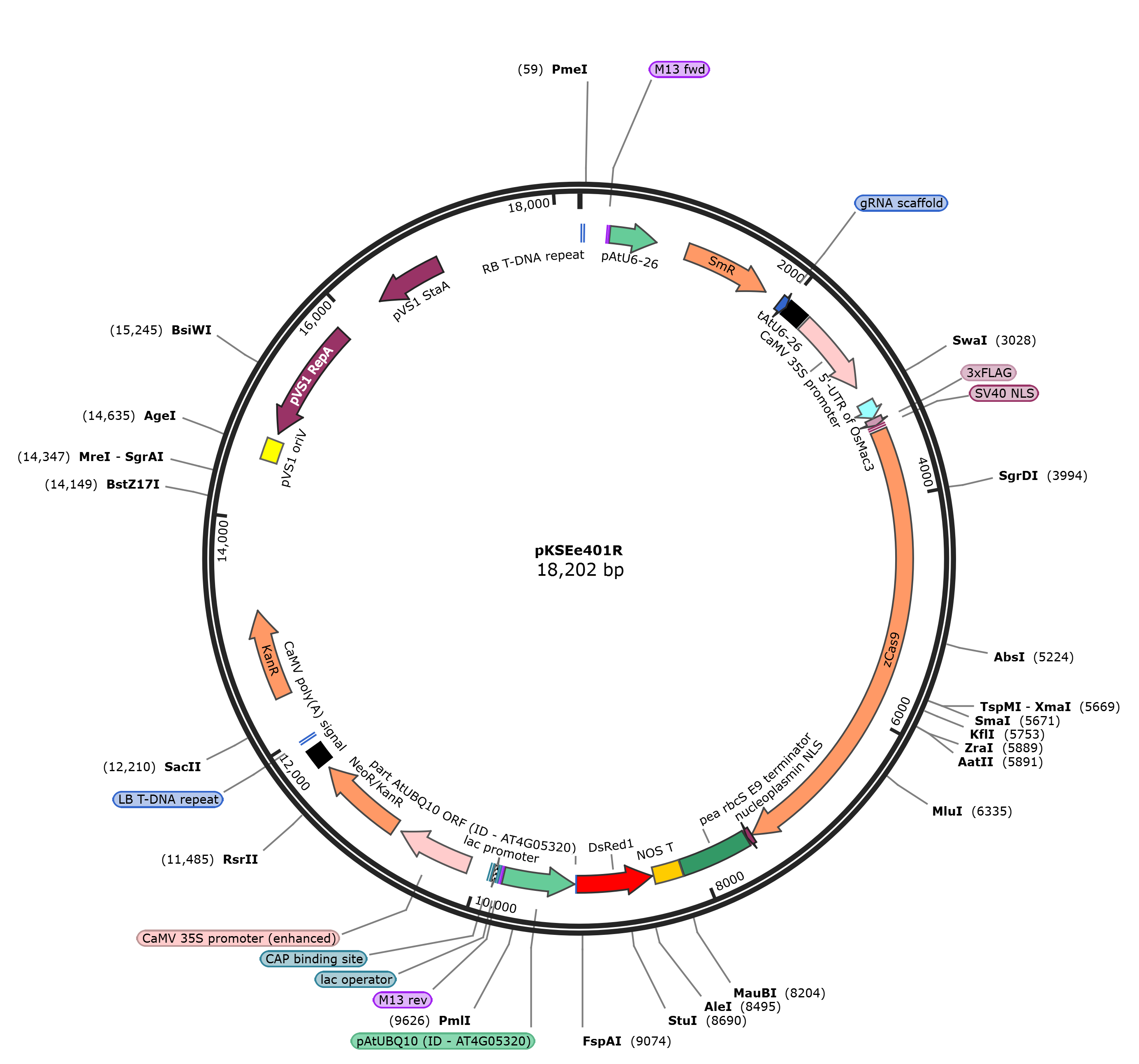 Image of pKSEe401R plasmid