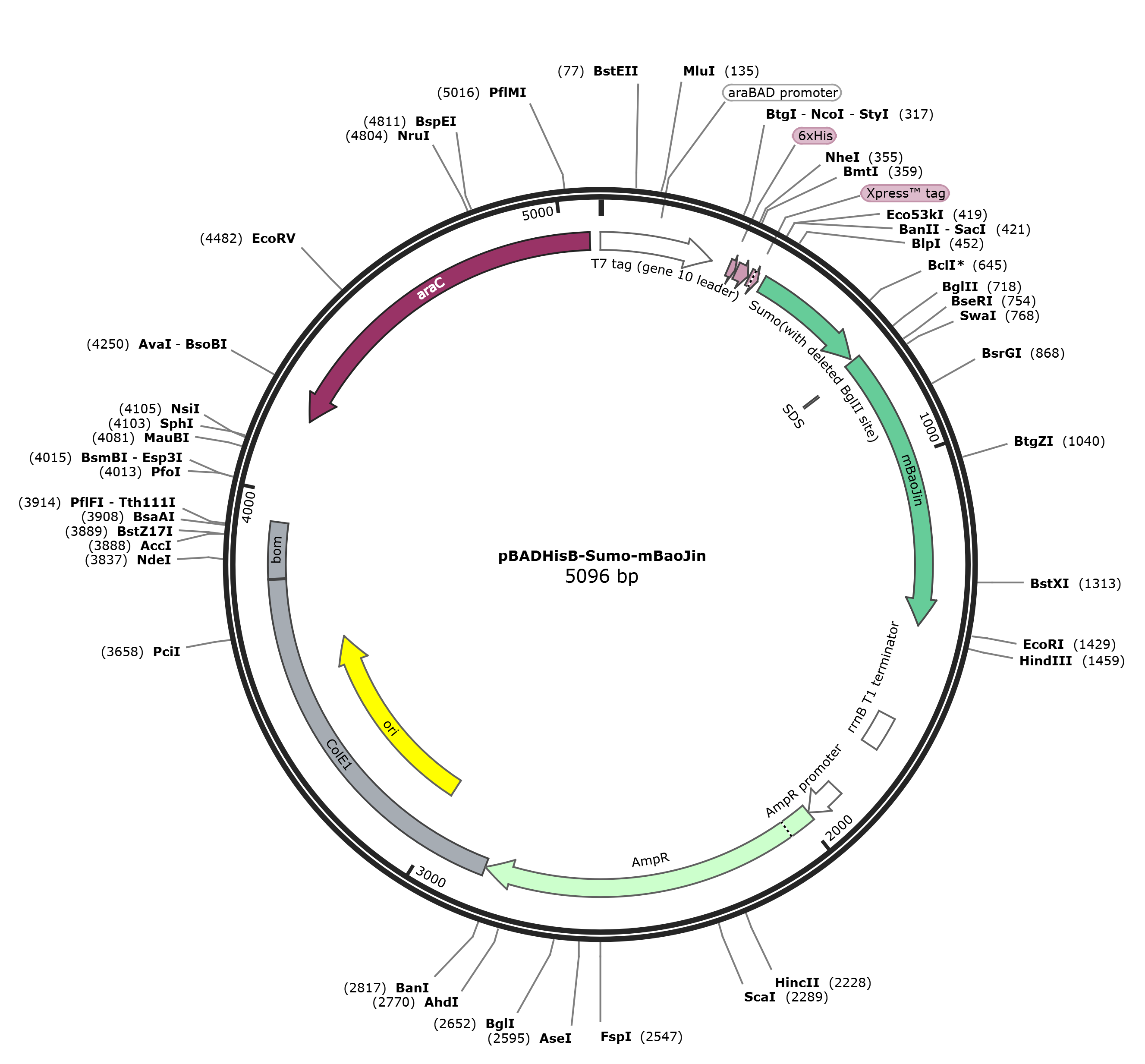 Image of pBADHisB-Sumo-mBaoJin plasmid