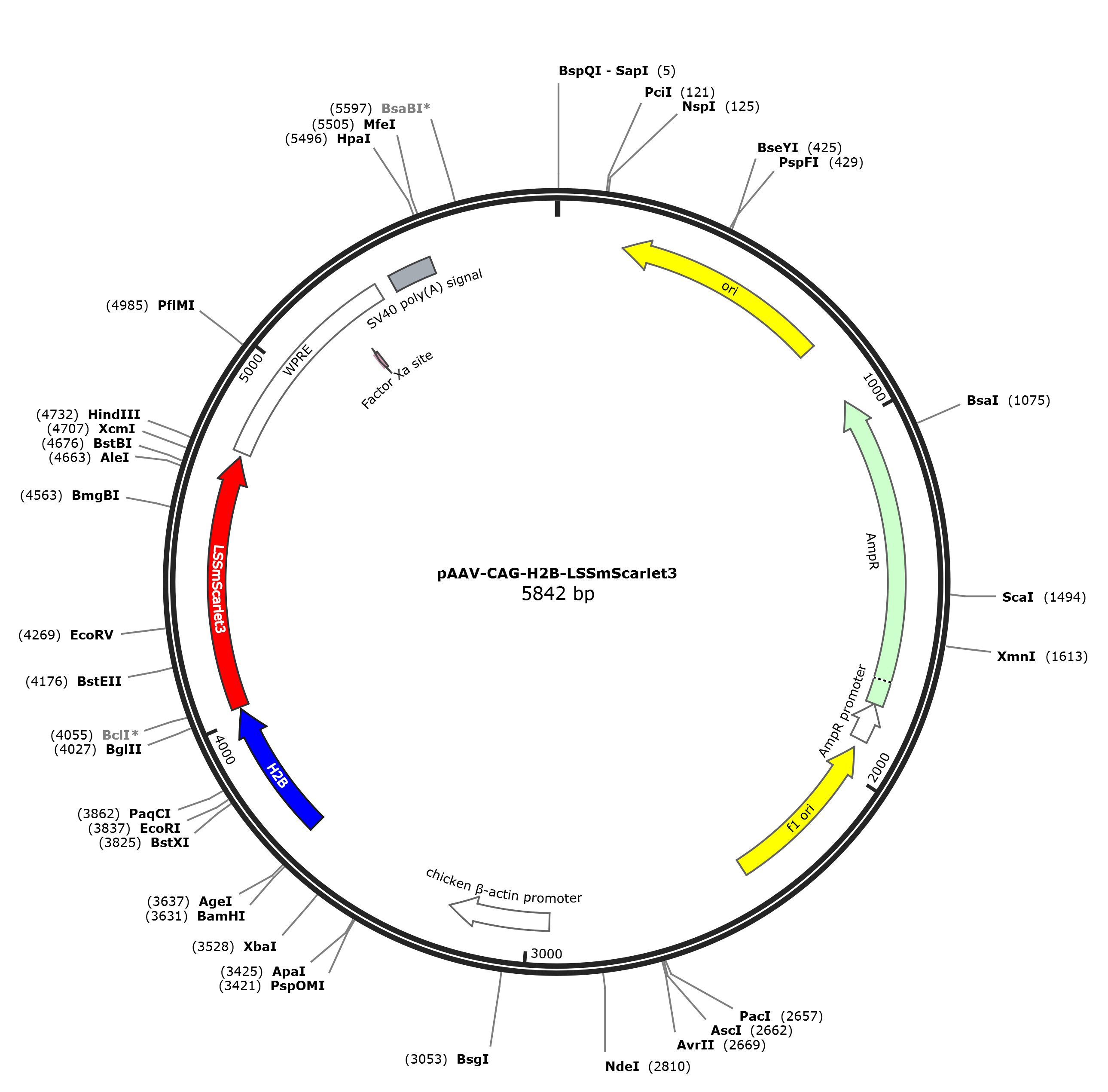 Image of pAAV-CAG-H2B-LSSmScarlet3 plasmid